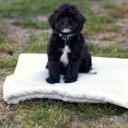 Max - Black and white male Sheepadoodle puppy in Los Angeles, California from Exquisite Doodles