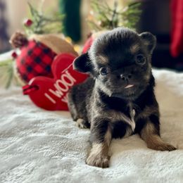 Chihuahua Puppies from Sunset Eves Chihuahuas