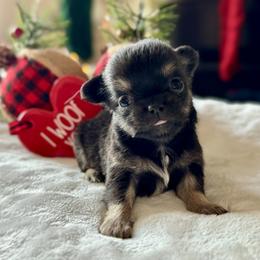 Chihuahua Puppies from Sunset Eves Chihuahuas