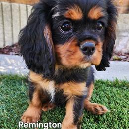Cavalier King Charles Spaniel Puppies from Above All Else Love