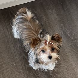Girlfriend - Yorkshire Terrier