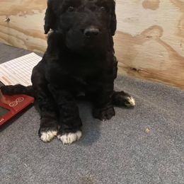 "Vela" Goldendoodle Puppies from SMTX Doodles