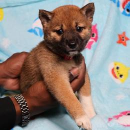 Peach - Sesame female Shiba Inu puppy in Ewing Township, New Jersey from NJ Shiba Baby
