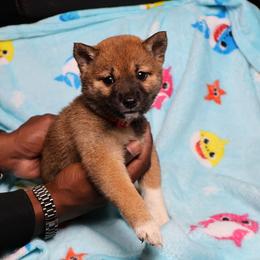 Peach - Sesame female Shiba Inu puppy in Ewing Township, New Jersey from NJ Shiba Baby