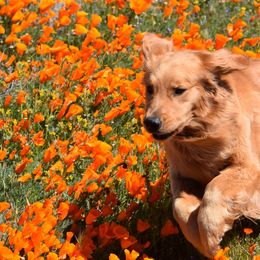 Border Collies and Golden Retrievers from AmazingK9s