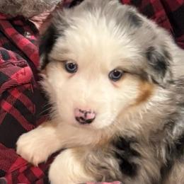 Homer - Blue merle male Australian Shepherd puppy in Lebanon, Oregon from Mt. Hope Aussies