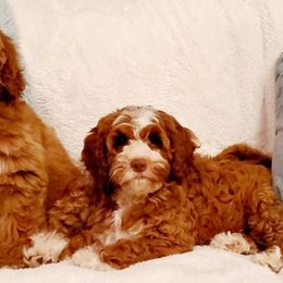 Australian Labradoodles from Farmer's Daughter Doodles