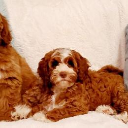 Australian Labradoodles from Farmer's Daughter Doodles