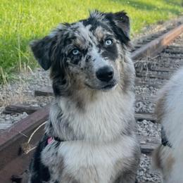 Dolly - Australian Shepherd