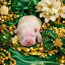 Cream Boy - Seal and white male Boston Terrier puppy in George West, Texas from JT Bostons