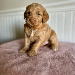 Reese's - Red  female Goldendoodle puppy in Taylorsville, North Carolina from Heartfelt Doodles