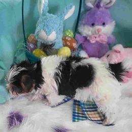 Yorkshire Terriers from Louisiana Babies