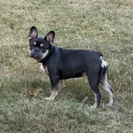 Zoey - French Bulldog