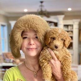 Bernedoodle, Goldendoodle, Poodle, and Sheepadoodle Puppies from Lindy’s Doodles