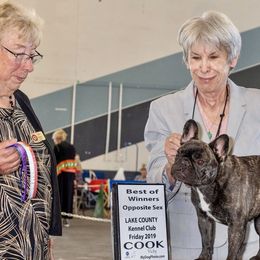 Venus - French Bulldog