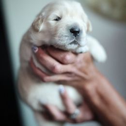 Selene (show line puppy) - Golden female Golden Retriever puppy in Lemoore, California from UnrivaledGoldens