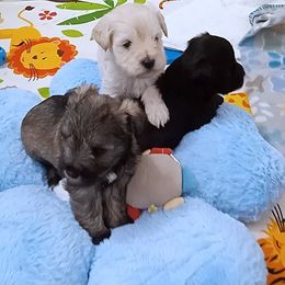 Wheaton - Wheaten male Miniature Schnauzer puppy in Kannapolis, North Carolina from Schnauzer Affinity