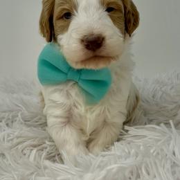 Teal Male - Parti male Goldendoodle puppy in Great Falls, Montana from Montana Goldendoodles