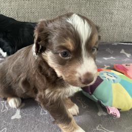 Dolly - Red tri-color female Miniature American Shepherd puppy in Colorado Springs, Colorado from Valkyrie Adventures