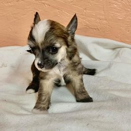 Chihuahua and Chinese Crested Puppies from Western Kentucky Chihuahua’s and Chinese Crested’s