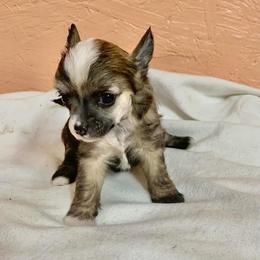 Chihuahua and Chinese Crested Puppies from Western Kentucky Chihuahua’s and Chinese Crested’s