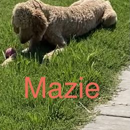 Maxie - Poodle