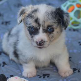 Super Girl - Brindle merle and white female American Corgi puppy in Lithia, Florida from Diamondcrest Inc