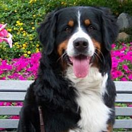 Bernese Mountain Dogs from Tollhaus Kennels