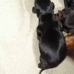 Sausage - Black and tan male Dachshund puppy in Stroudsburg, Pennsylvania from Bella's Weenie Haven