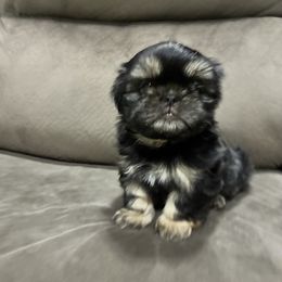 Shih Tzu Puppies from Mindy’s Furball Tribe