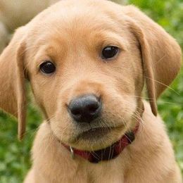 Labrador Retrievers from Chasin A Dream Labradors