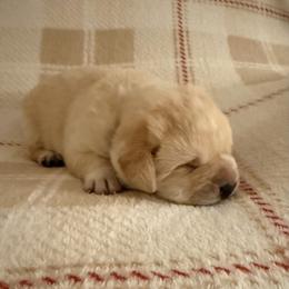 Blue - Yellow male Labrador Retriever puppy in Tekonsha, Michigan from Asher Acres Labs