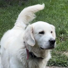 Valer - Golden Retriever