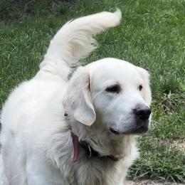 Valer - Golden Retriever