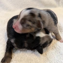 Miniature Australian Shepherd Puppies from Aussie Gems