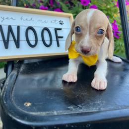 Chocolate based cream dapple piebald - Dapple male Dachshund puppy in Payette, Idaho from NT Mini Doxies