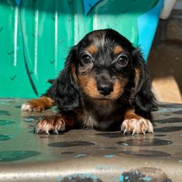 Socks - Dapple female Dachshund puppy in Hawley, Texas from Foxy’s Dachshunds & Toy Aussies