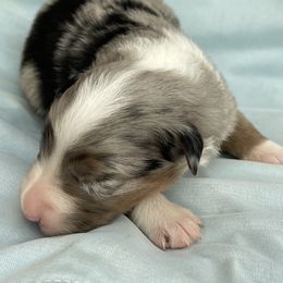 Eliza - Blue merle Australian Shepherd puppy in Martha’s Vineyard, Massachusetts from Cranberry Hill Aussies