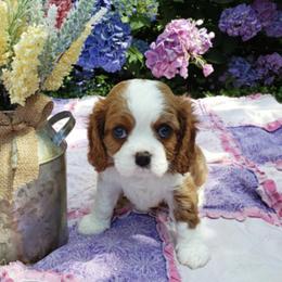 Cavalier King Charles Spaniel Puppies from The Heritage Garden