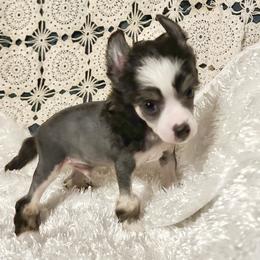 Jun - Black and white male Chinese Crested puppy in Henderson, Kentucky from Western Kentucky Chihuahua’s and Chinese Crested’s