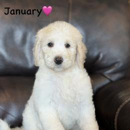 January - Parti female Poodle puppy in Lancaster, Minnesota from Finney Ranch