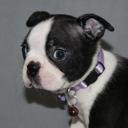 Diana - Black brindle and white female Boston Terrier puppy in Brooksville, Florida from I Love Pups