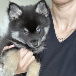 Oreo Toy-Micro - Wolf sable male Pomsky puppy in Pasco County, Florida from Pomsky Hills