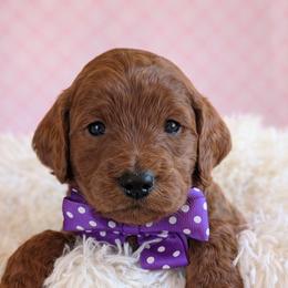 Miss Purple - Red  female Goldendoodle puppy in Greenwood, Louisiana from GoldenFido