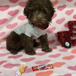 Biewer Terriers, Maltese, Maltipoos, Morkies, Poodles, and Yorkshire Terriers from The Puppy Palace