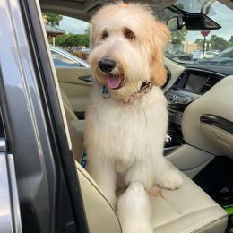 Goldendoodle Puppies from SunriseDoodles