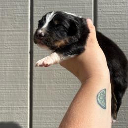 Boy 1 - Black tri-color male Australian Shepherd puppy in Martville, New York from Jasmin's Australian Shepherds