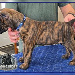 Sarge - Chestnut brindle male Cane Corso puppy in Warren, Ohio from Northeast Ohio Cane Corso