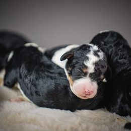 Blue Jeans - Tri-color male Bernedoodle puppy in Caldwell, Idaho from Boise Doodle Co.