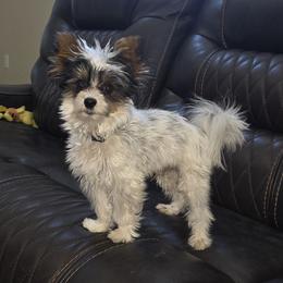 Biewer Terrier and Yorkshire Terrier All Grown Up from Treasures of Neptune Cove